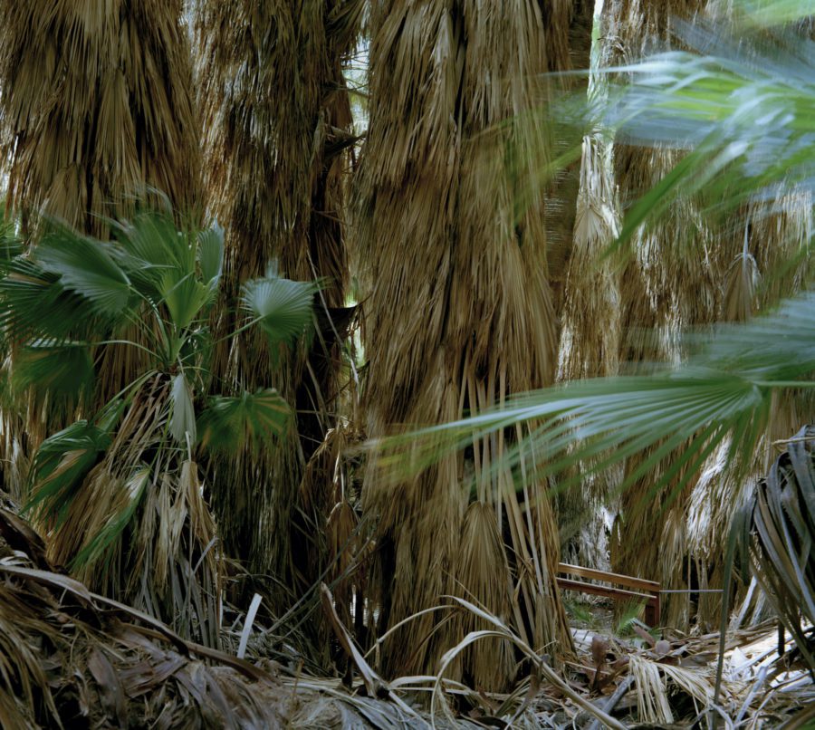 Fiona Hackett, Thousand Palms Oasis